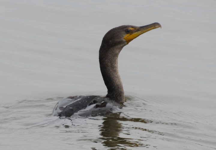 Double-crested Cormorant